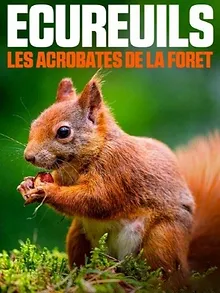 Écureuils, les acrobates de la forêt