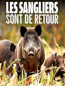 Les sangliers sont de retour
