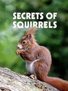 Ecureuils, les acrobates de la forêt