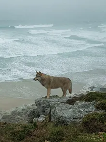 La Chambre des merveilles