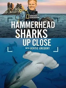 Au plus près des requins-marteaux avec Bertie Gregory