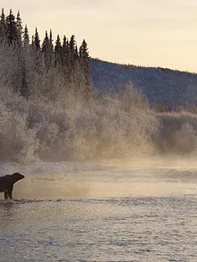 Sophie, la grizzly du Yukon
