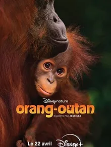 Orang-outan