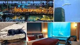 Ma nuit avec les requins : nous avons testé l’une des nouvelles chambres de Pairi Daiza au cœur d’Edenya, la plus grande serre tropicale au monde (photos)