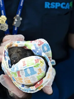 Australie : urgences faune sauvage