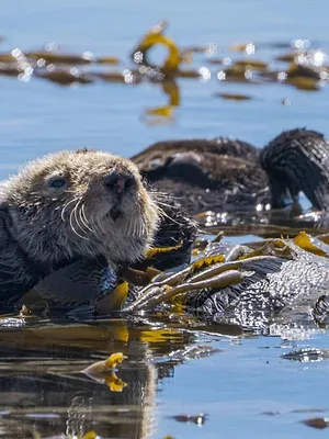 Opération loutres de mer : Cap sur la Californie