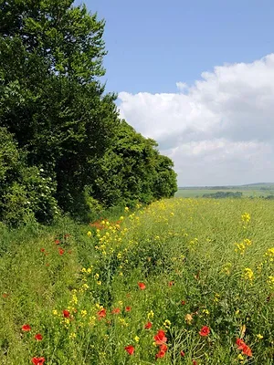 Escape to the Country