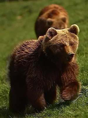 100 jours avec les animaux de Cerza, le plus grand zoo de Normandie