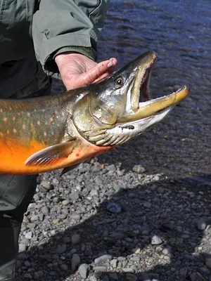 Québec à vol d'oiseau