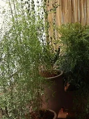 Silence, ça pousse !