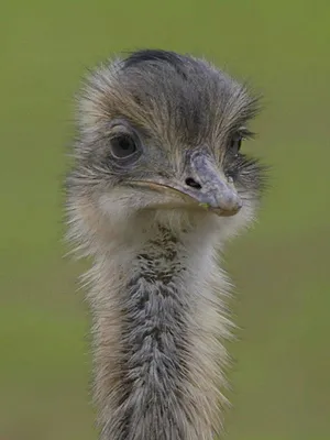 Ces animaux venus d'ailleurs