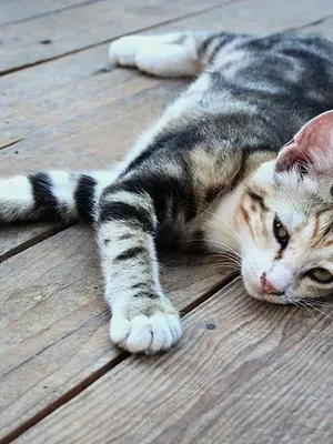 La vie secrète des chats