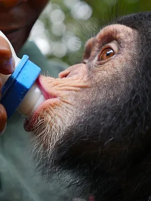 Mission spéciale : Les bébés chimpanzés