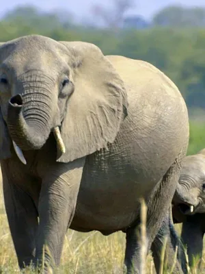Le langage des animaux