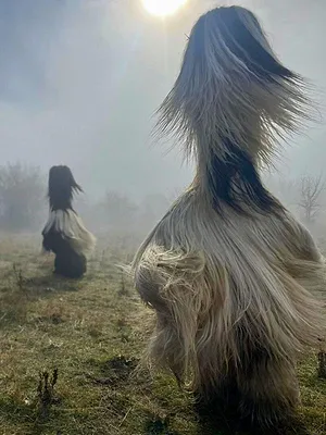 Bulgarie, les chasseurs de démons