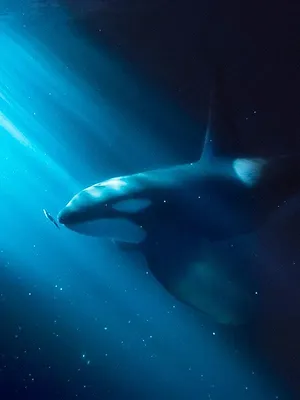 Norvège : le festin des orques