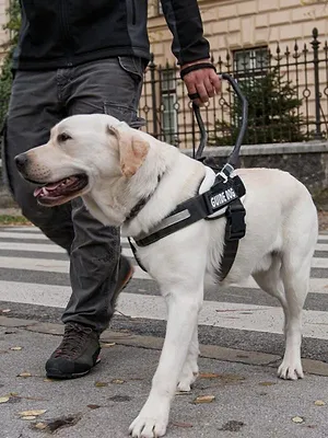 L'école des chiots