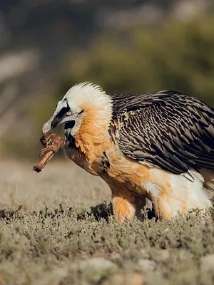 Le jardin extraordinaire