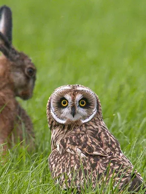 Magie sauvage du nord de l'Allemagne