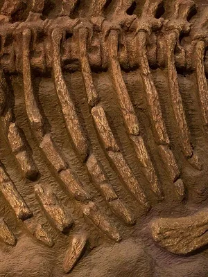 Le business des fossiles de dinosaures