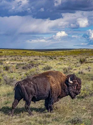 Bison : une histoire de l'Amérique
