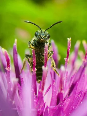 La vie secrète des jardins britanniques