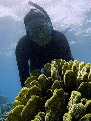 L'homme au chevet des coraux