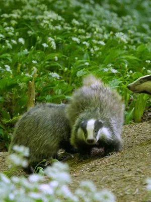 Le monde mystérieux des blaireaux