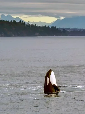 Les orques, princes des mers S1 E1