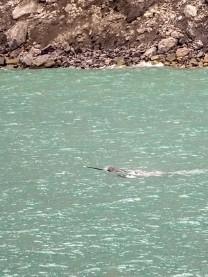 Les trésors de l'océan