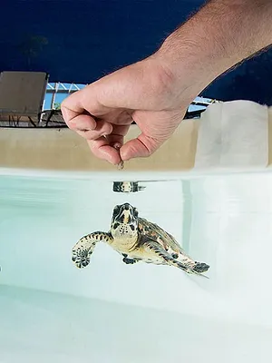 SOS faune sauvage - Australie