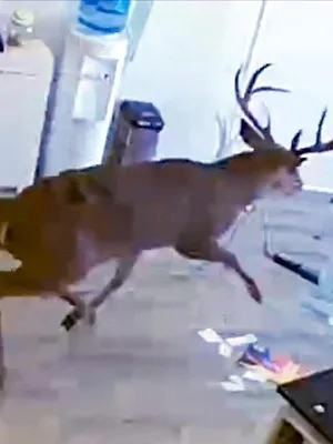 Sur le vif : vidéos insolites