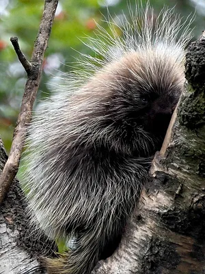 L'école des bébés animaux