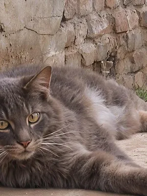 La vie secrète des chats