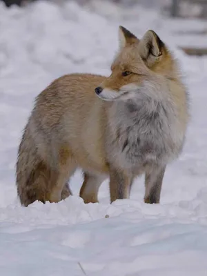 Les merveilles cachées de l'hiver