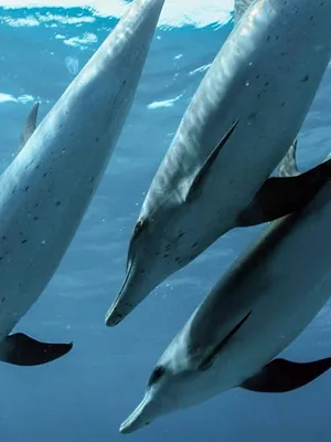 Le monde des océans