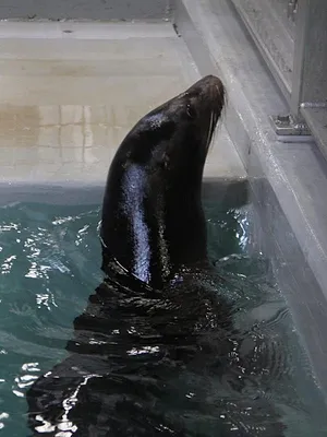 Une saison au zoo