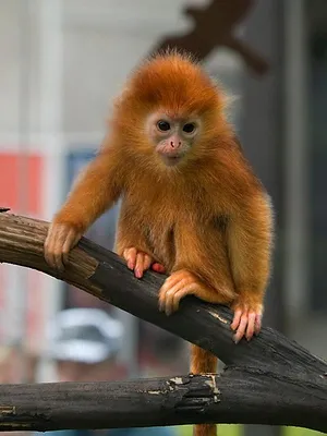 La Tanière, le zoo-refuge de l'espoir