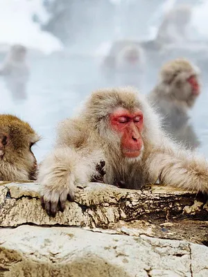 Une année sauvage autour de la Terre