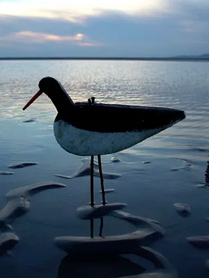 Chasses insolites du gibier d'eau