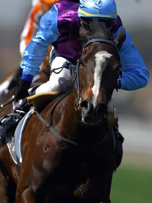 Souvenirs de courses