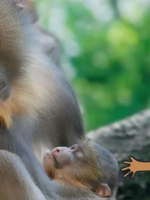 L'imagier animé de Koumi S2 E18