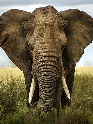 Les superpouvoirs des animaux