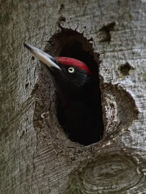 Dr Pic Noir : urgences des bois