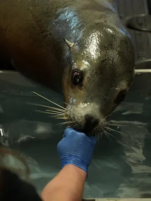 Nausicaá, dans les coulisses du plus grand aquarium d'Europe
