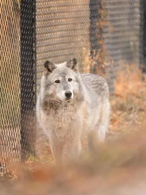 Vétérinaires de l'Arctique