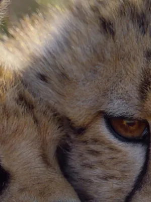 Africa Earth's Wild Home