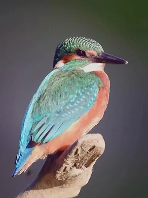 Le jardin extraordinaire