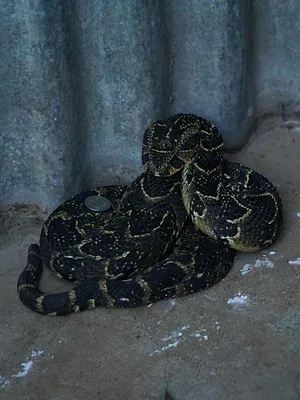 Snakes in the City