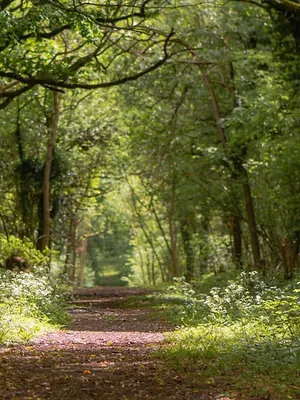 Sandi's Wood